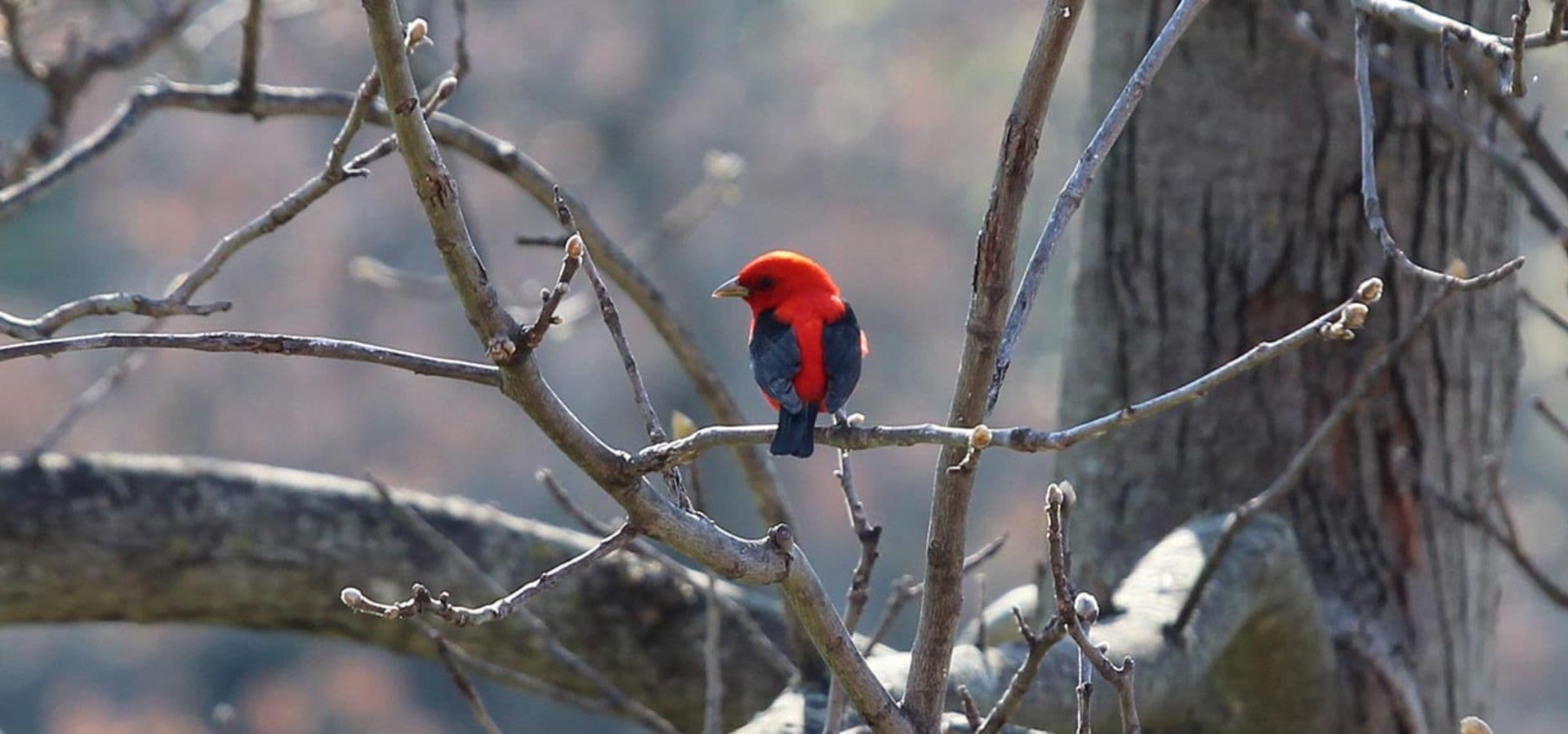 A vibrant red and blue bird perched on a bare tree branch.